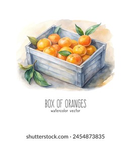 Box of oranges isolated on white background. Freshly picked oranges from orchard. Hand drawn watercolor vector illustration.