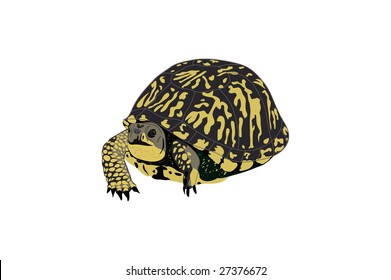 Box or paint turtle illustration.