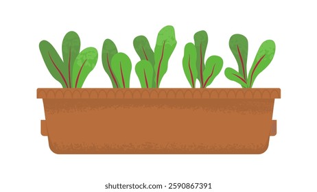 Box with seedlings of microgreens. Radish shoots. Harvesting, vitamins in greens and vegetables. Home garden. Spring seedlings. Vector illustration isolated on transparent background.