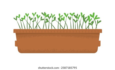 Box with seedlings of microgreens. Seasonings for cooking. Harvesting, vitamins in greens and vegetables. Home garden. Spring seedlings. Vector illustration isolated on transparent background.