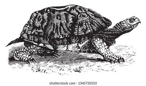 185 Box turtle drawing Images, Stock Photos & Vectors | Shutterstock