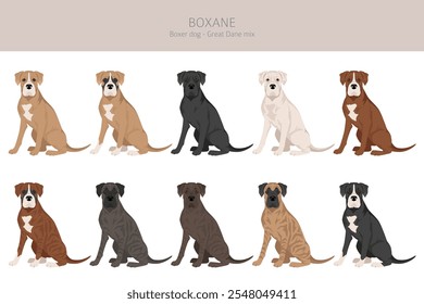 Clipart de Boxane. Boxer cão Grande Dane mistura. Diferentes cores de casaco definido.  Ilustração vetorial