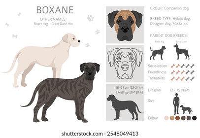 Clipart de Boxane. Boxer cão Grande Dane mistura. Diferentes cores de casaco definido.  Ilustração vetorial