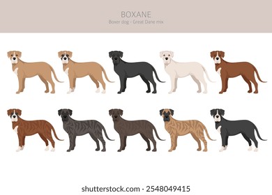 Clipart de Boxane. Boxer cão Grande Dane mistura. Diferentes cores de casaco definido.  Ilustração vetorial