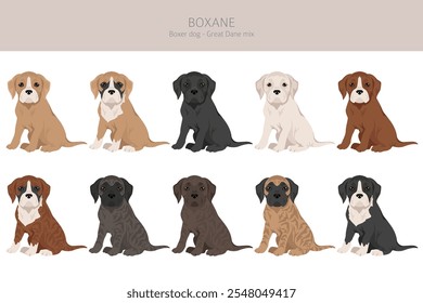 Clipart de Boxane. Boxer cão Grande Dane mistura. Diferentes cores de casaco definido.  Ilustração vetorial