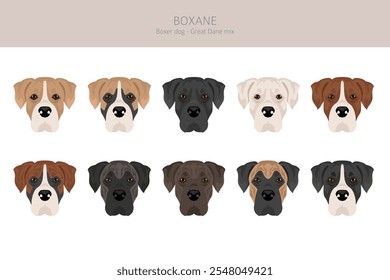 Clipart de Boxane. Boxer cão Grande Dane mistura. Diferentes cores de casaco definido.  Ilustração vetorial