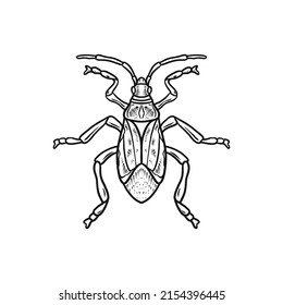 boxelder bug hand drawn illustration