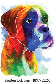 Boxer (breed) colorful dog portrait. Watercolor hand drawn illustration converted into vector.