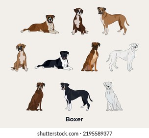 Boxer breed, dog pedigree drawing. Cute dog characters in various pose, designs for prints, adorable and cute Boxers cartoon vector set, in different poses. Flat cartoon style.