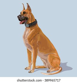 Boxer breed dog sitting and panting wearing a large studded leather collar
