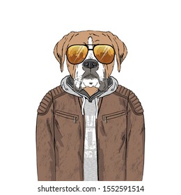 Boxer breed Hipster portrait. Fashion anthropomorphic dog illustration. Animal dressed up in leather jacket, hoodie and sunglasses. Modern urban city look. Hand drawn vector.