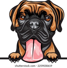 Boxer Color Peeking Dogs. Color image of a dogs head isolated on a white background. Dog portrait, Vector illustration