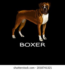 Boxer Crazy Dog Lover Unisex Art Design Vector Illustration For Use In Design And Print Poster Canvas