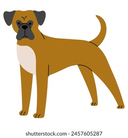 Boxer cute on a white background, vector illustration.