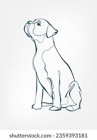 Boxer dog breed animal vector line art one line sketch outline