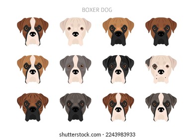 Boxer dog clipart. All coat colors set.  Different position. All dog breeds characteristics infographic. Vector illustration