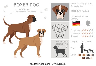 Boxer dog clipart. All coat colors set.  Different position. All dog breeds characteristics infographic. Vector illustration