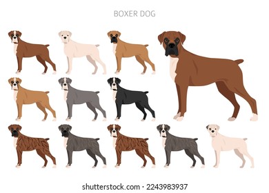 Boxer dog clipart. All coat colors set.  Different position. All dog breeds characteristics infographic. Vector illustration