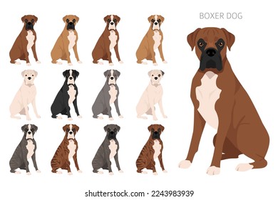 Boxer dog clipart. All coat colors set.  Different position. All dog breeds characteristics infographic. Vector illustration