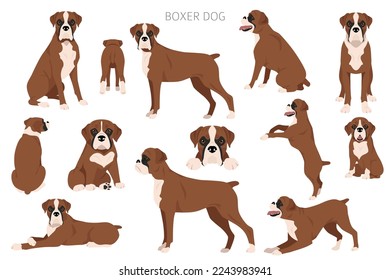 Boxer dog clipart. All coat colors set.  Different position. All dog breeds characteristics infographic. Vector illustration