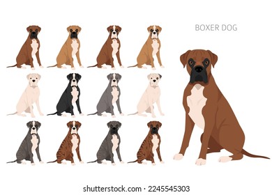 Boxer dog clipart. All coat colors set.  Different position. All dog breeds characteristics infographic. Vector illustration