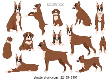 Boxer dog clipart. All coat colors set.  Different position. All dog breeds characteristics infographic. Vector illustration