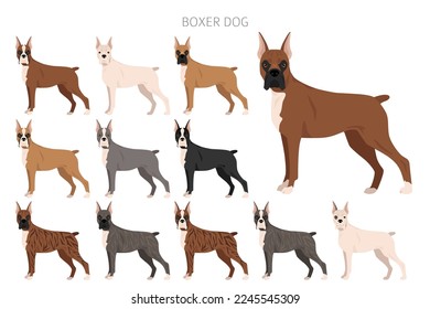 Boxer dog clipart. All coat colors set.  Different position. All dog breeds characteristics infographic. Vector illustration