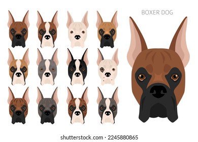 Boxer dog clipart. All coat colors set.  Different position. All dog breeds characteristics infographic. Vector illustration