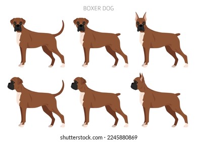 Boxer dog clipart. All coat colors set.  Different position. All dog breeds characteristics infographic. Vector illustration