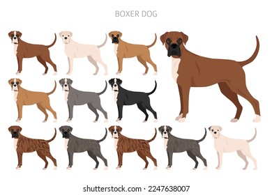 Boxer dog clipart. All coat colors set.  Different position. All dog breeds characteristics infographic. Vector illustration