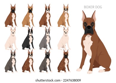 Boxer dog clipart. All coat colors set.  Different position. All dog breeds characteristics infographic. Vector illustration