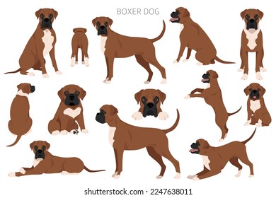 Boxer dog clipart. All coat colors set.  Different position. All dog breeds characteristics infographic. Vector illustration