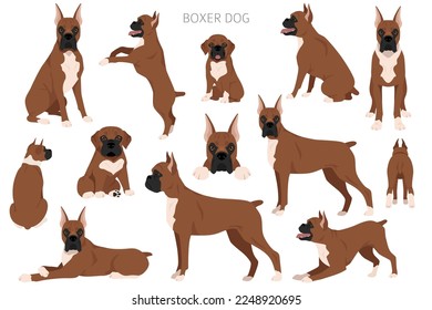 Boxer dog clipart. All coat colors set.  Different position. All dog breeds characteristics infographic. Vector illustration