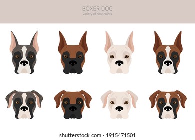 Boxer dog clipart. Different poses, coat colors set.  Vector illustration