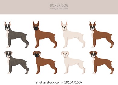 Boxer dog clipart. Different poses, coat colors set.  Vector illustration