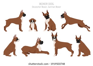 Boxer dog clipart. Different poses, coat colors set.  Vector illustration