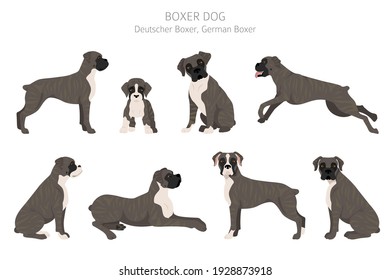 Boxer dog clipart. Different poses, coat colors set.  Vector illustration