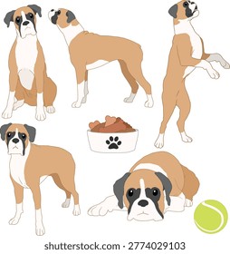 Boxer dog clipart. Different poses and docked flashy fawn coat color set. Vector illustration.