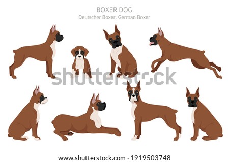 Boxer dog clipart. Different poses, coat colors set.  Vector illustration