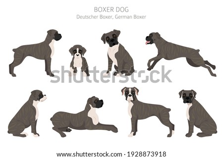 Boxer dog clipart. Different poses, coat colors set.  Vector illustration