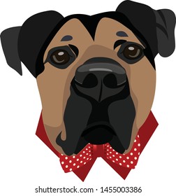 Boxer Dog In Close Up Picture with Bow Tie