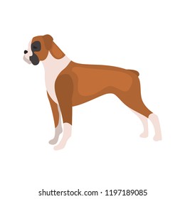 Boxer dog color vector icon. Flat design