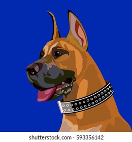 Boxer dog head, three quarter view, with studded collar.
