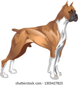 Boxer Dog, Hunter and Police Guard Dog, Pet Animal - Vector Illustration