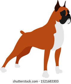 Boxer dog, illustration, vector on white background.