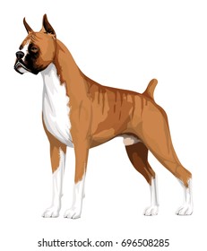 Boxer dog, isolated on white, vector illustration