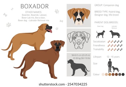 Boxer cão Labrador Retriever mix. Boxador clipart. Diferentes cores de casaco definido.  Ilustração vetorial