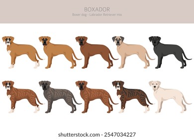 Boxer cão Labrador Retriever mix. Boxador clipart. Diferentes cores de casaco definido.  Ilustração vetorial