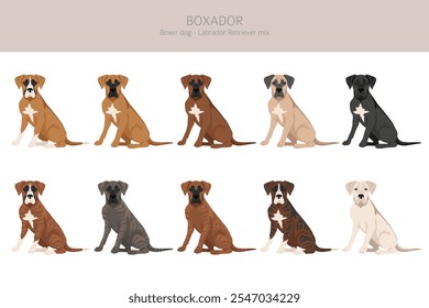 Boxer cão Labrador Retriever mix. Boxador clipart. Diferentes cores de casaco definido.  Ilustração vetorial