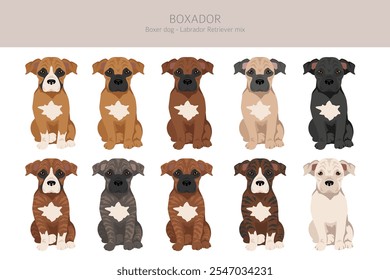 Boxer cão Labrador Retriever mix. Boxador clipart. Diferentes cores de casaco definido.  Ilustração vetorial